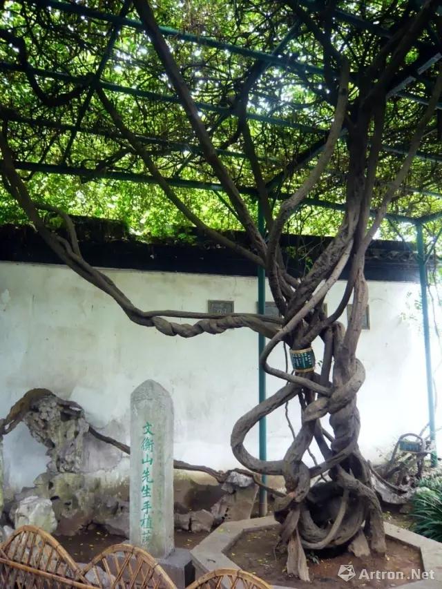 文征明手植紫藤,已有500多年