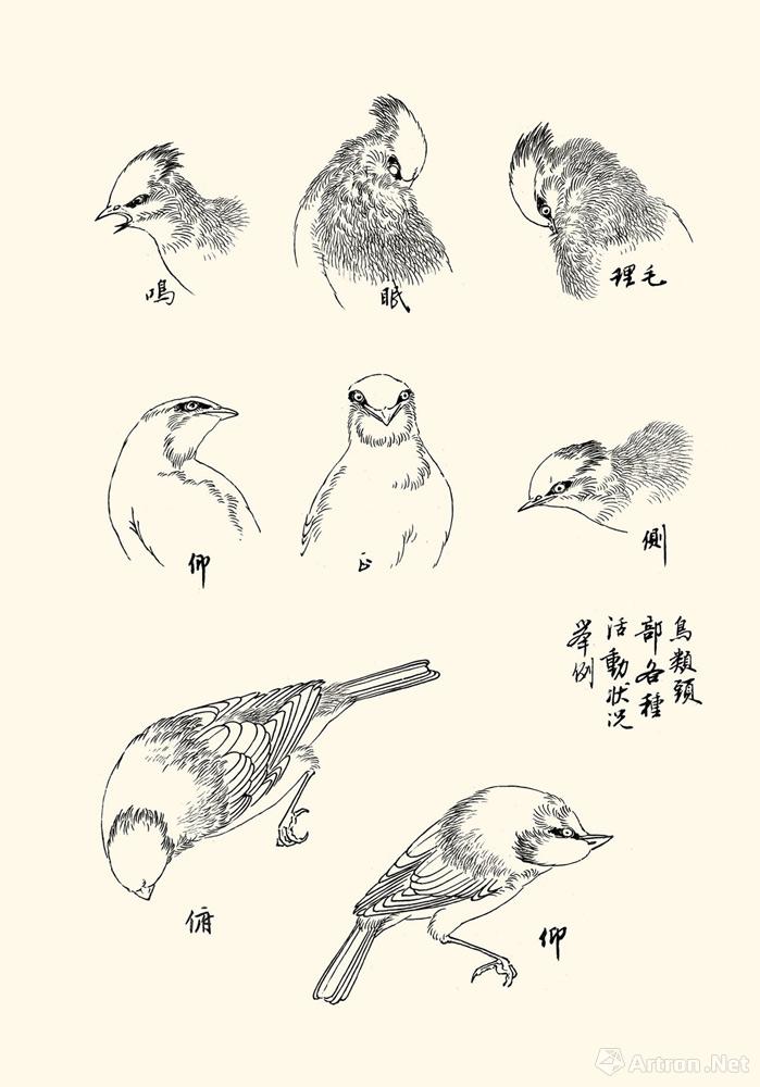 鸟类头部各种活动举例2
