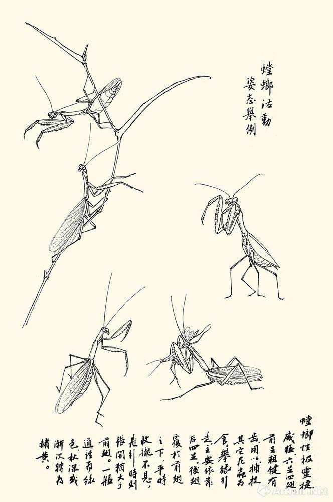 螳螂活动姿态举例