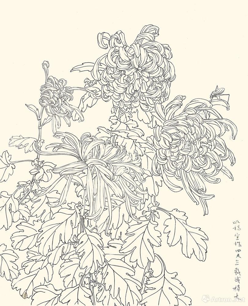 菊花图画稿