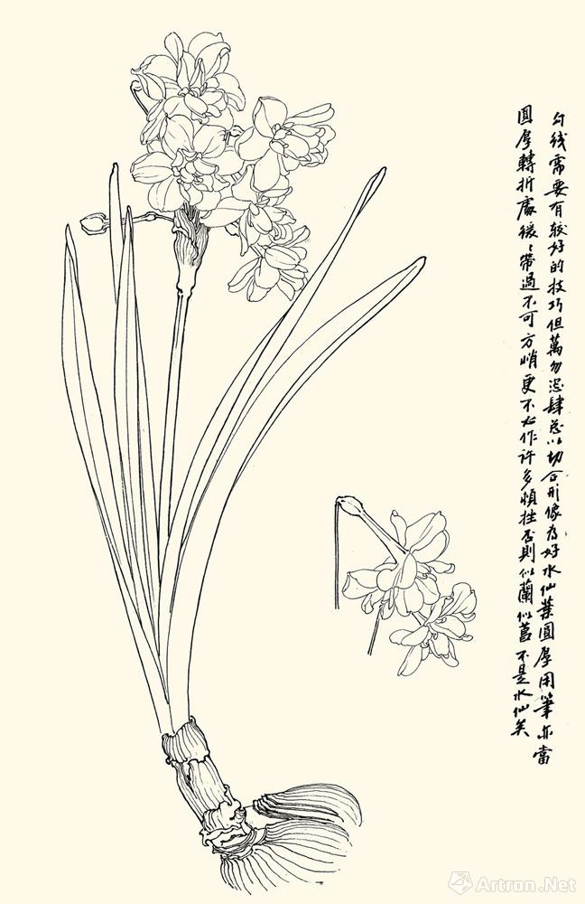 水仙花素描画法图片