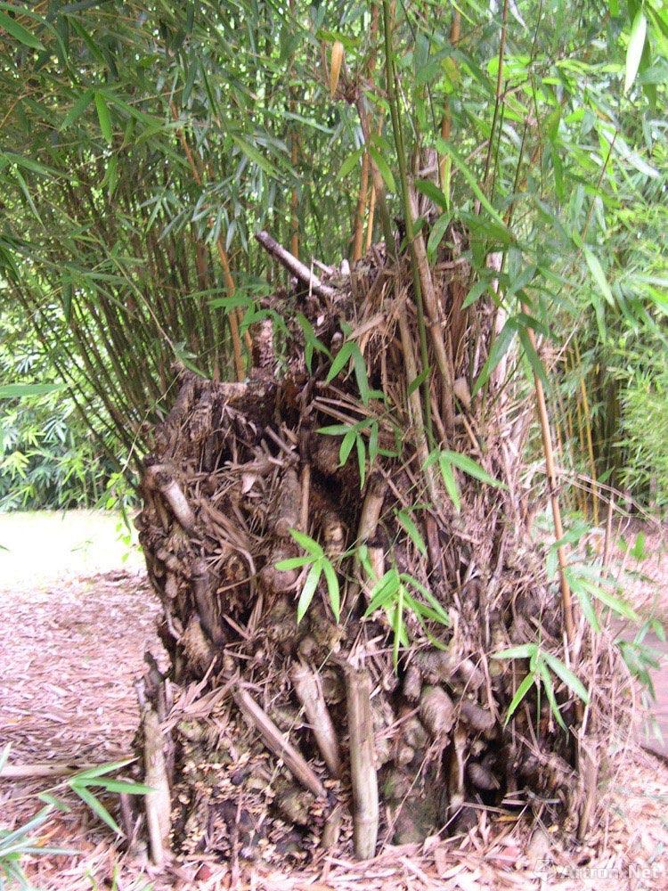 百年竹树