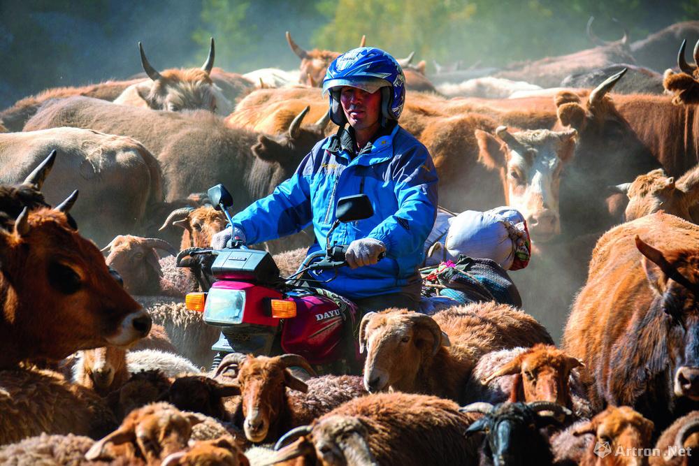 吴建斌作品：千年牧道011 2013年 10月 夏牧场和中牧场连接线上 摩托车人被羊群围困多时