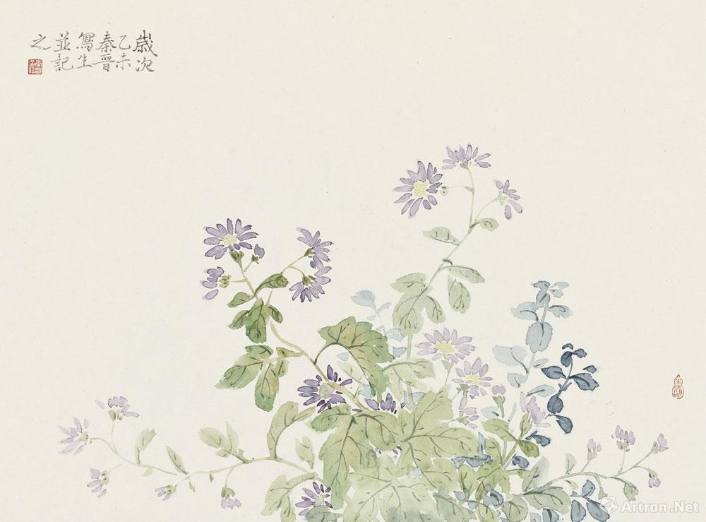 小紫菊