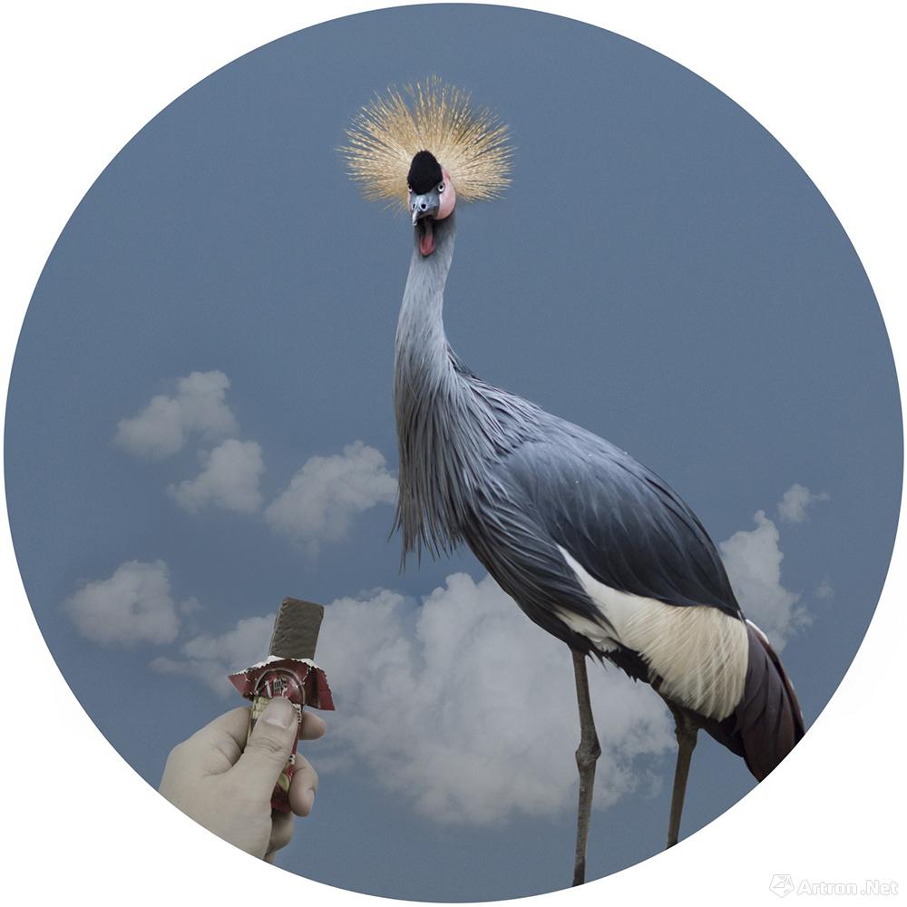 杨洋作品：动物系列之不明之爱：冠鹤