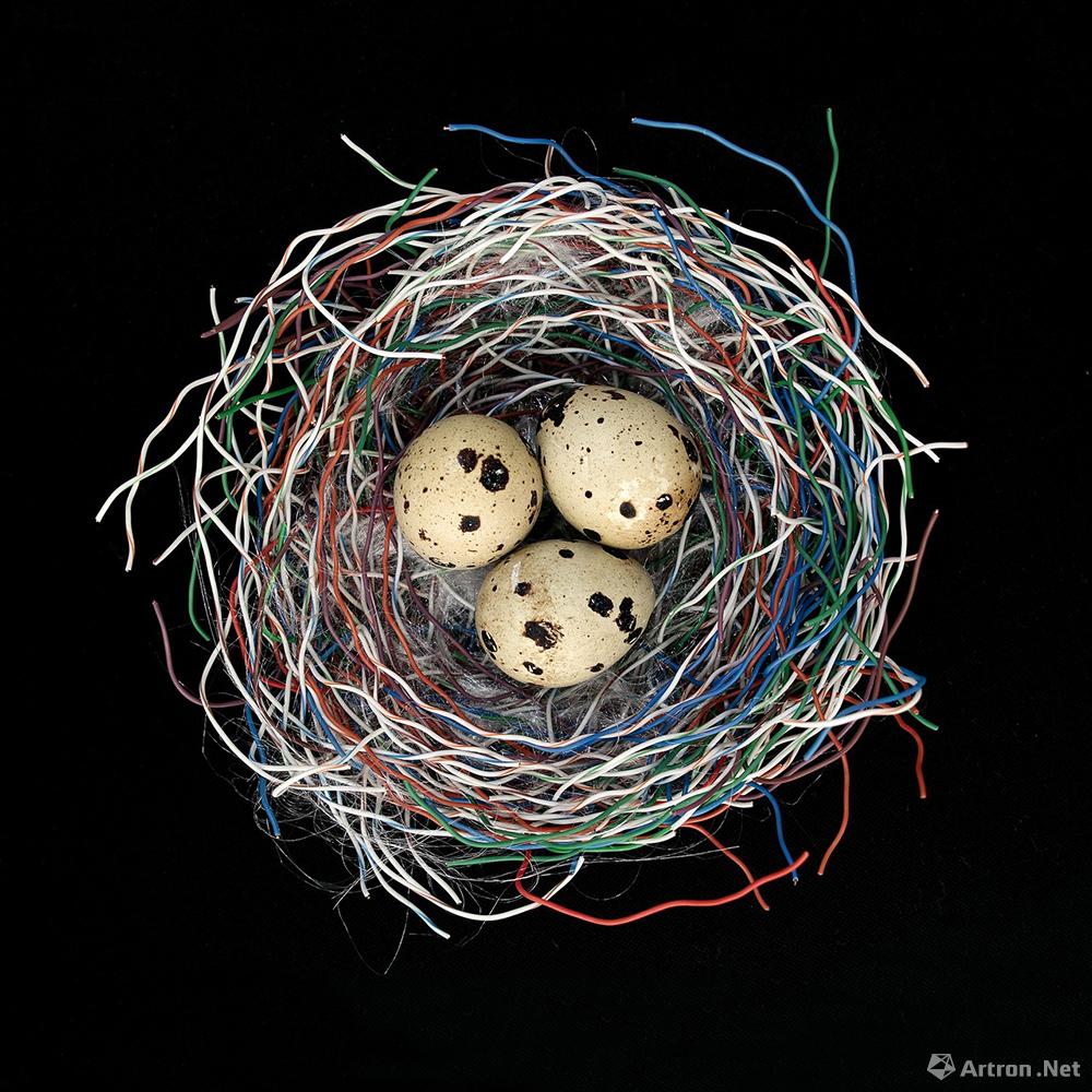 杨洋作品：动物系列之巢：网线