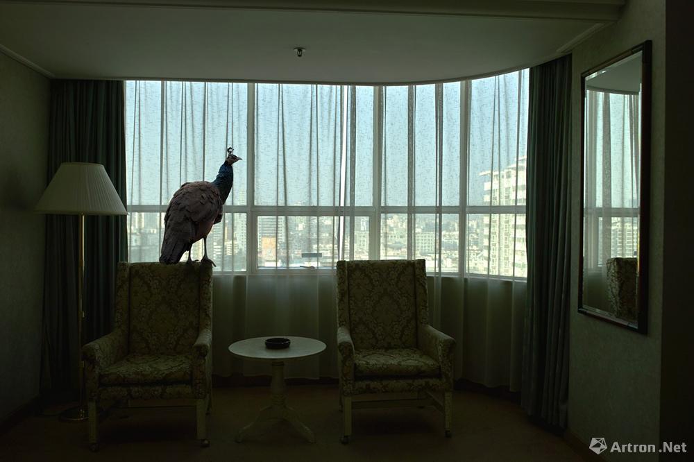 杨洋作品：动物系列之生活在这里—孔雀