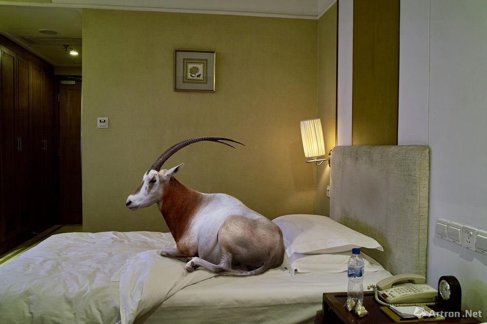 杨洋作品：动物系列之生活在这里—羚羊
