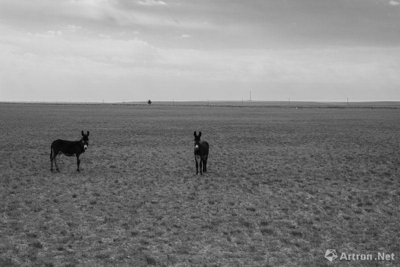 2015年9月27日，锡林郭勒盟苏尼特左旗，如今的草原被网围栏限制了活动的边界，如今的草原上见到了稀罕的生命。