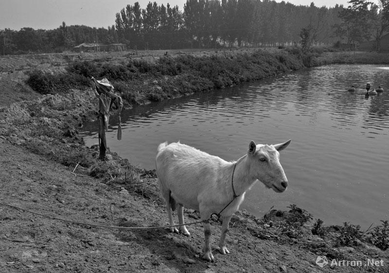 王建华作品：郑新黄河大桥滩地鱼塘边的羊和假人