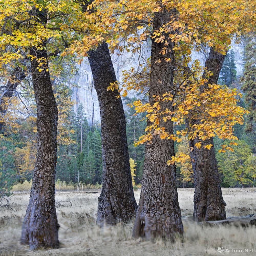 优胜美地的树 Yosemite National Park