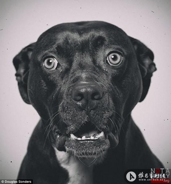 宠物摄影:美摄影师拍比特犬温柔模样为其正名